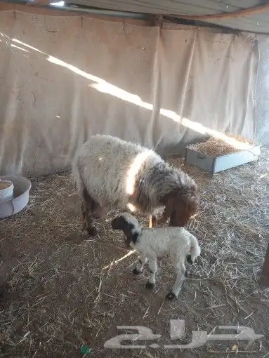 مطافيل 3