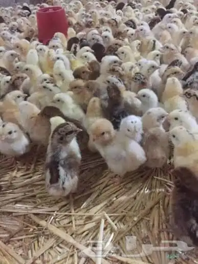 للبيع صوص بلدي الموقع الخرج 0