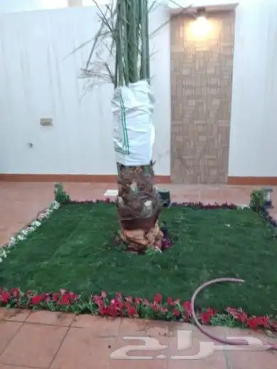 تنسيق حدائق القصيم ثيل طبيعي وصناعي 6