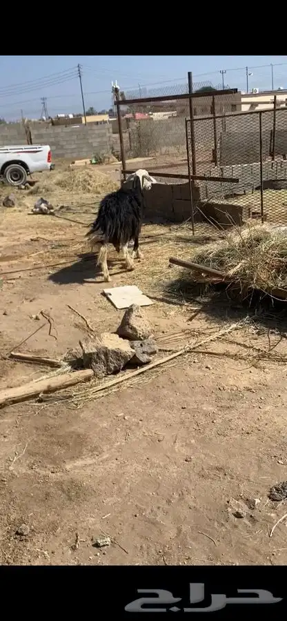 صان ولد بريه للبيع   تم البيع   تم البيع 8