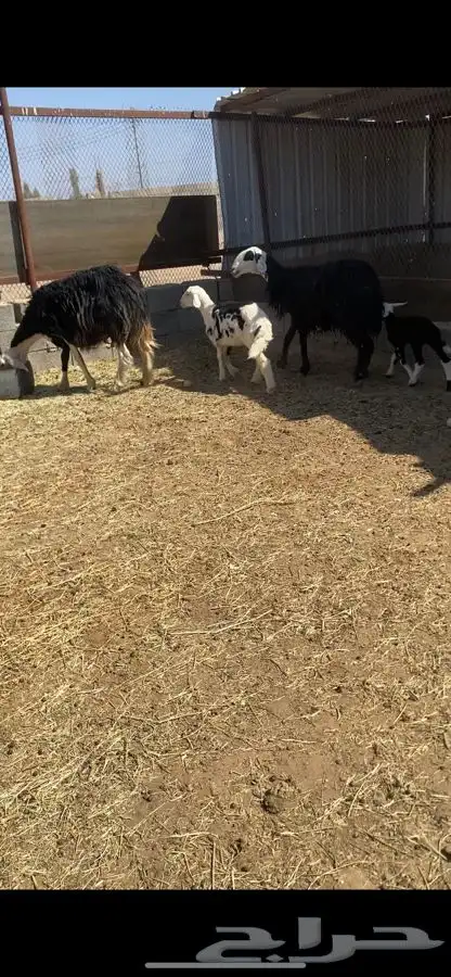 صان ولد بريه للبيع   تم البيع   تم البيع 7