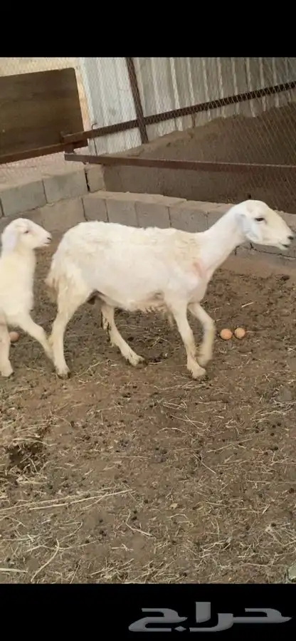 صان ولد بريه للبيع   تم البيع   تم البيع 9