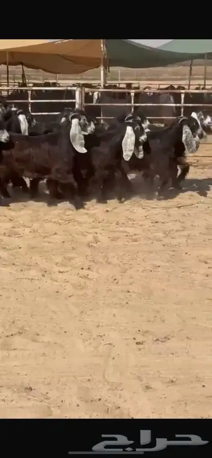 جفار عوارض 5