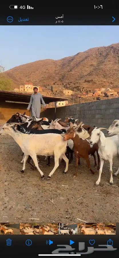16 معزاء 3
