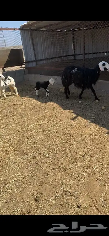 صان ولد بريه للبيع   تم البيع   تم البيع 4