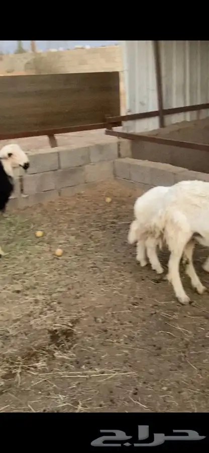 صان ولد بريه للبيع   تم البيع   تم البيع 11