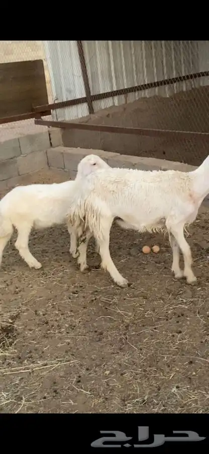 صان ولد بريه للبيع   تم البيع   تم البيع 10