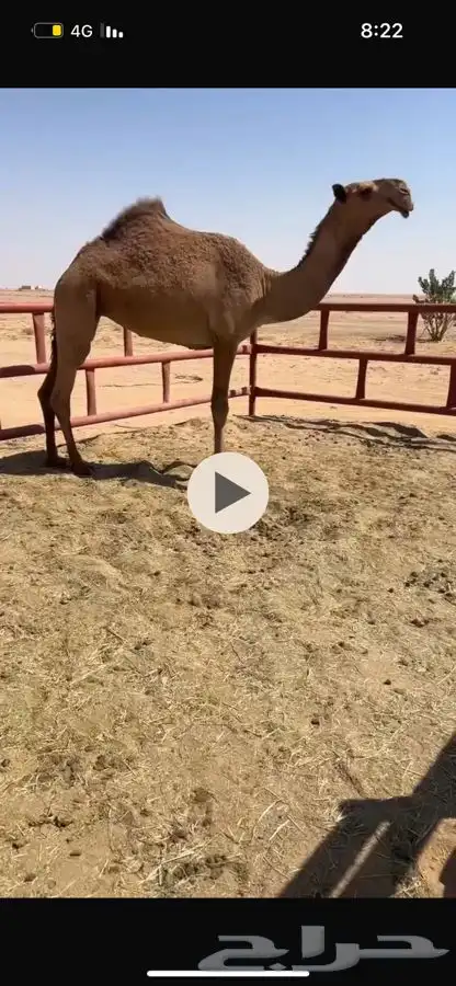 بكار لقايا طيبات 1