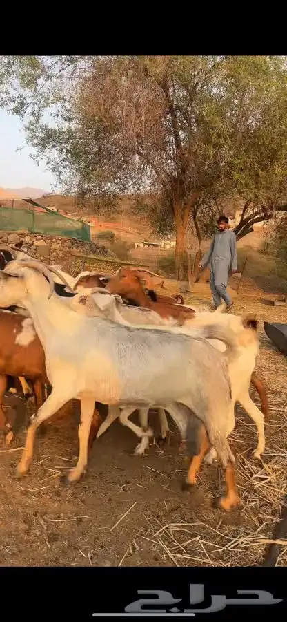 16 معزاء 0