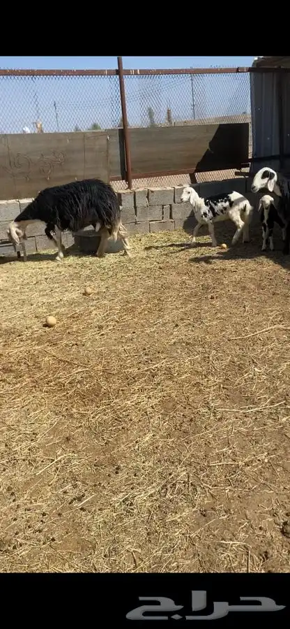 صان ولد بريه للبيع   تم البيع   تم البيع 5