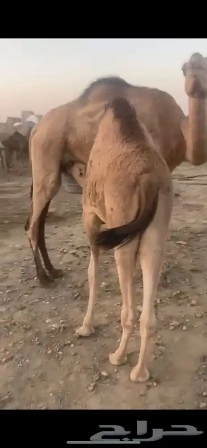 قعدان حليب فاخره 2