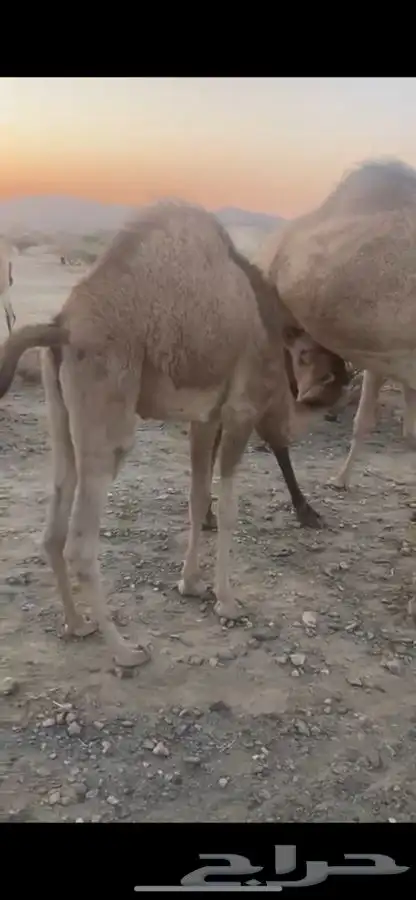 قعدان حليب فاخره 3