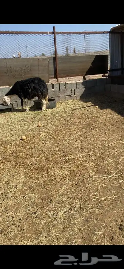 صان ولد بريه للبيع   تم البيع   تم البيع 1