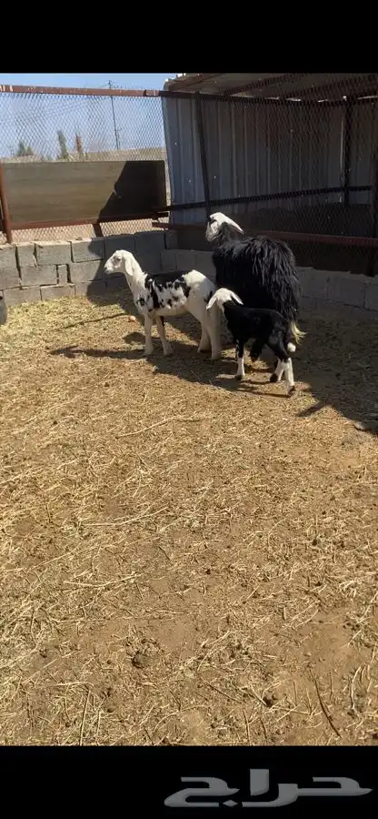 صان ولد بريه للبيع   تم البيع   تم البيع 0