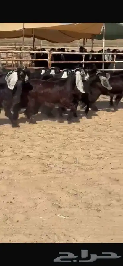 جفار عوارض 3