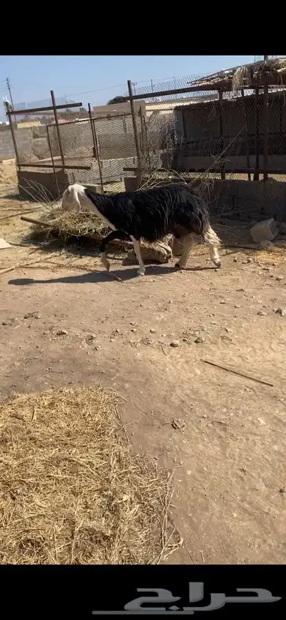 صان ولد بريه للبيع   تم البيع   تم البيع 6