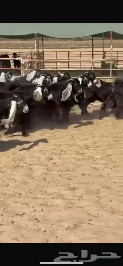جفار عوارض 4