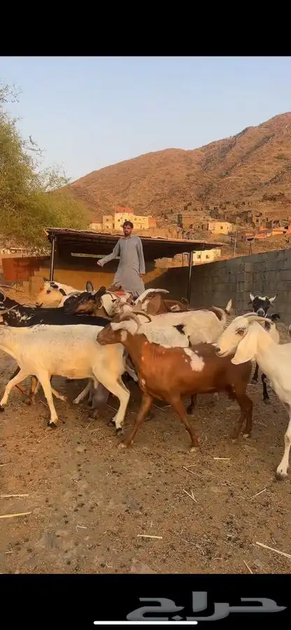 16 معزاء 2