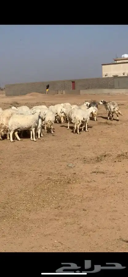 عنم مراح 0