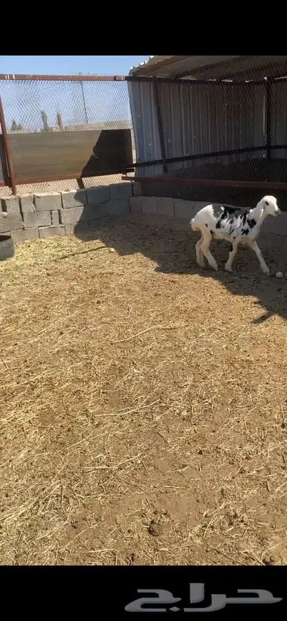 صان ولد بريه للبيع   تم البيع   تم البيع 3