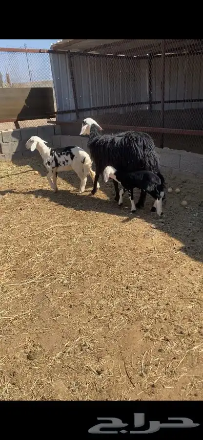 صان ولد بريه للبيع   تم البيع   تم البيع 2