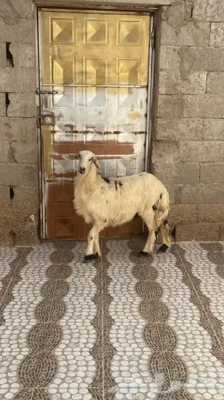 رخل نجديه طيبه العمر 5 شهور توم3 مقنوي اطيب من التصوير 0