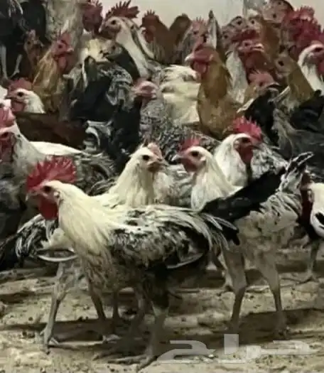 للبيع دجاج وديوك 0