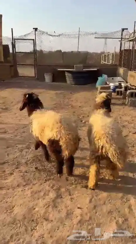 خرفان للبيع 0