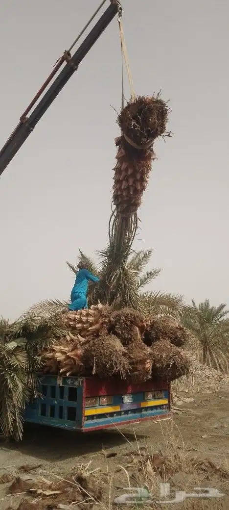 نخل للبيع متر ونص ومترين برني العلا وروثانه 5