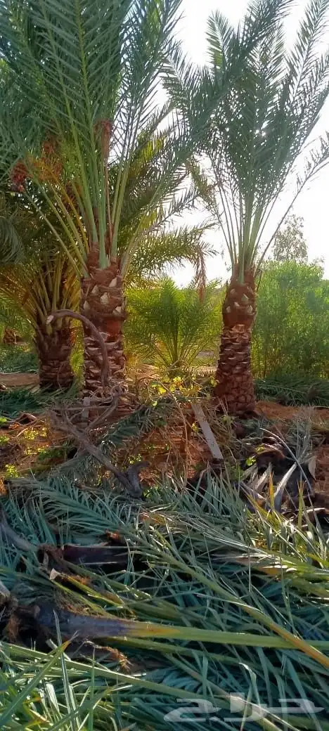 الييع شجار زيتون ونخل 4