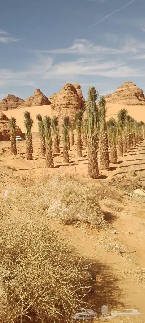 نخل للبيع متر ونص ومترين برني العلا وروثانه 9