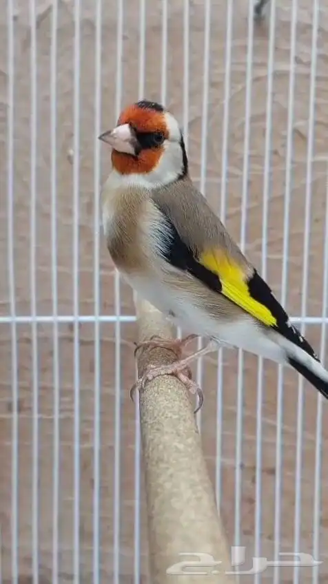 للبيع حسون صوت وصوره 0