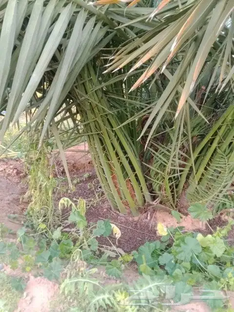 فروخ جثايث نقايل حيش فسايل للبيع 5