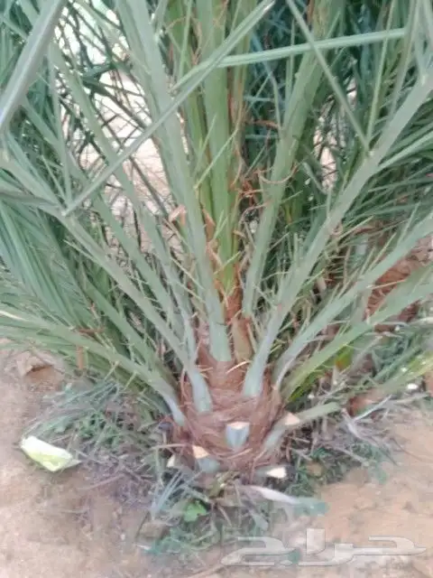 فروخ جثايث نقايل حيش فسايل للبيع 8