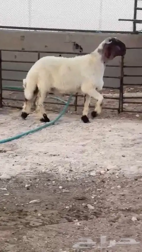 جدع نعيم صنف للبيع 6