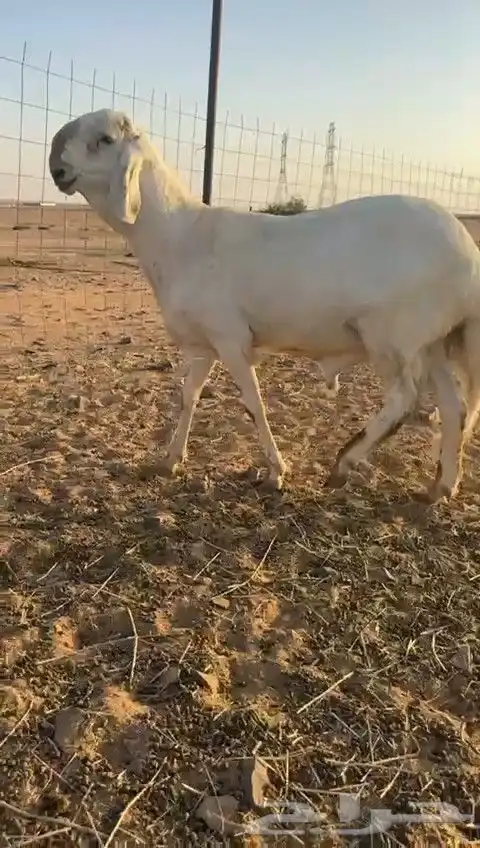 طلي ساكني ابيض 1