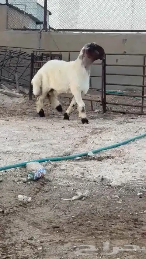 جدع نعيم صنف للبيع 2