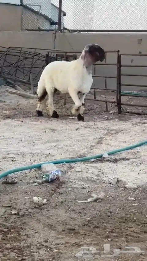 جدع نعيم صنف للبيع 5