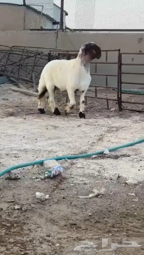 جدع نعيم صنف للبيع 0