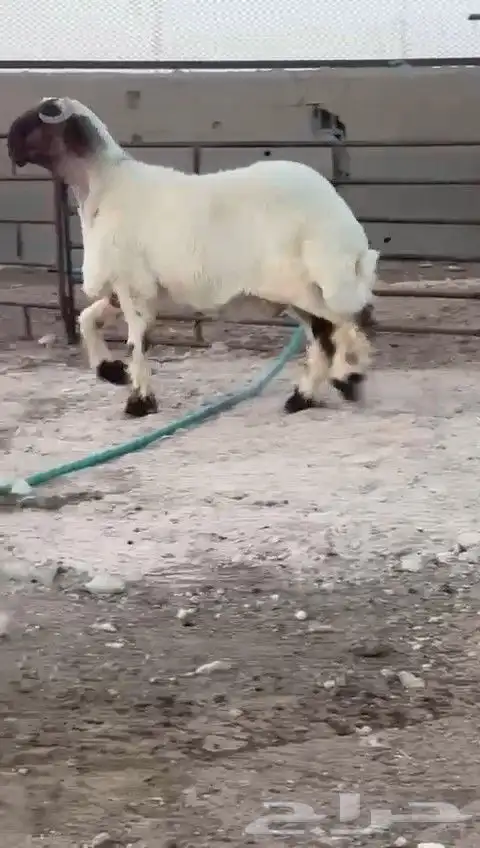 جدع نعيم صنف للبيع 4