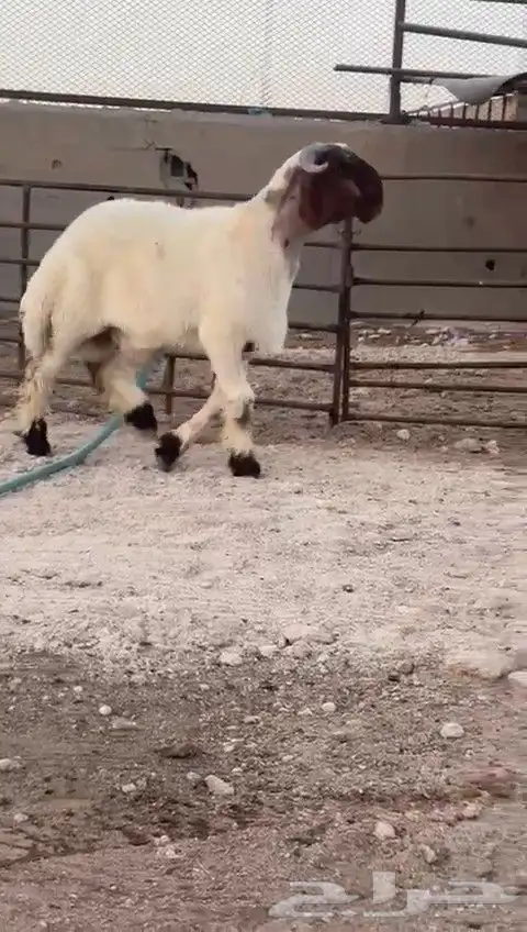 جدع نعيم صنف للبيع 3