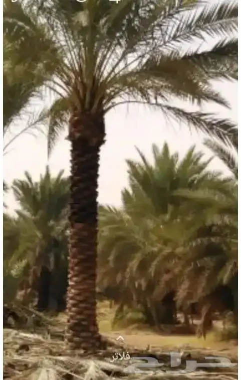 يوجد نخيل للبيع عربي واشنطن 5