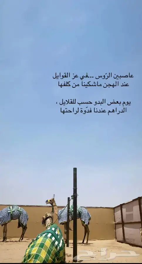 مطلوب ابكار عسايف ودايع او سن كبير رقام عادي اللي عنده 0