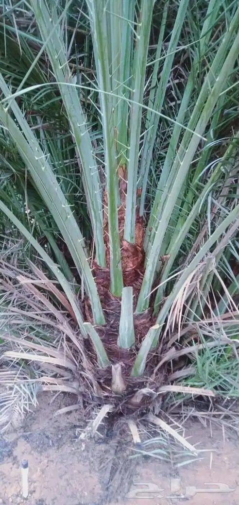 فروخ جثايث نقايل حيش فسايل للبيع 3