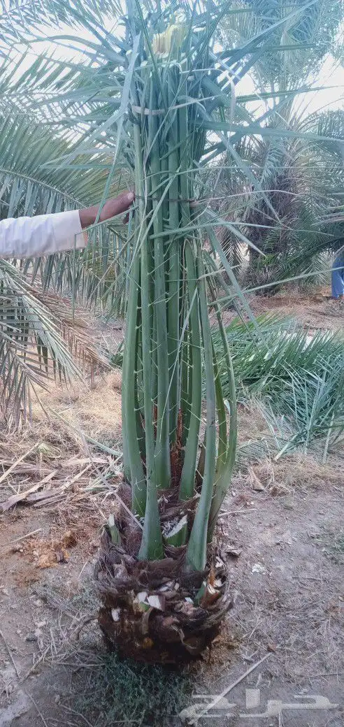 فروخ فسائل جثايث نقايل للبيع 0