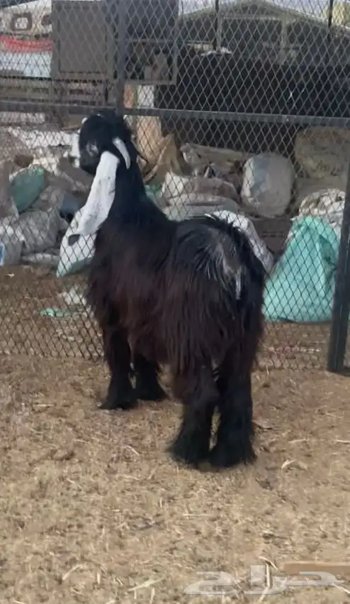 تيس عارضي مخصي ذبيحة 0