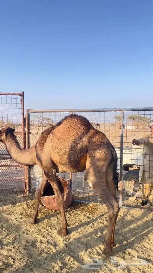 قعدان للبيع 8