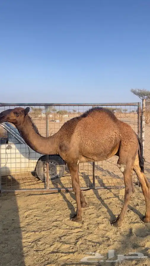 قعدان للبيع 1