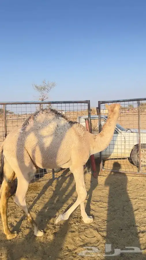 قعدان للبيع 7