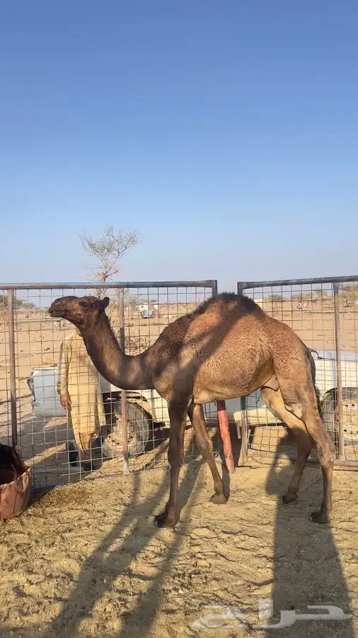 قعدان للبيع 6